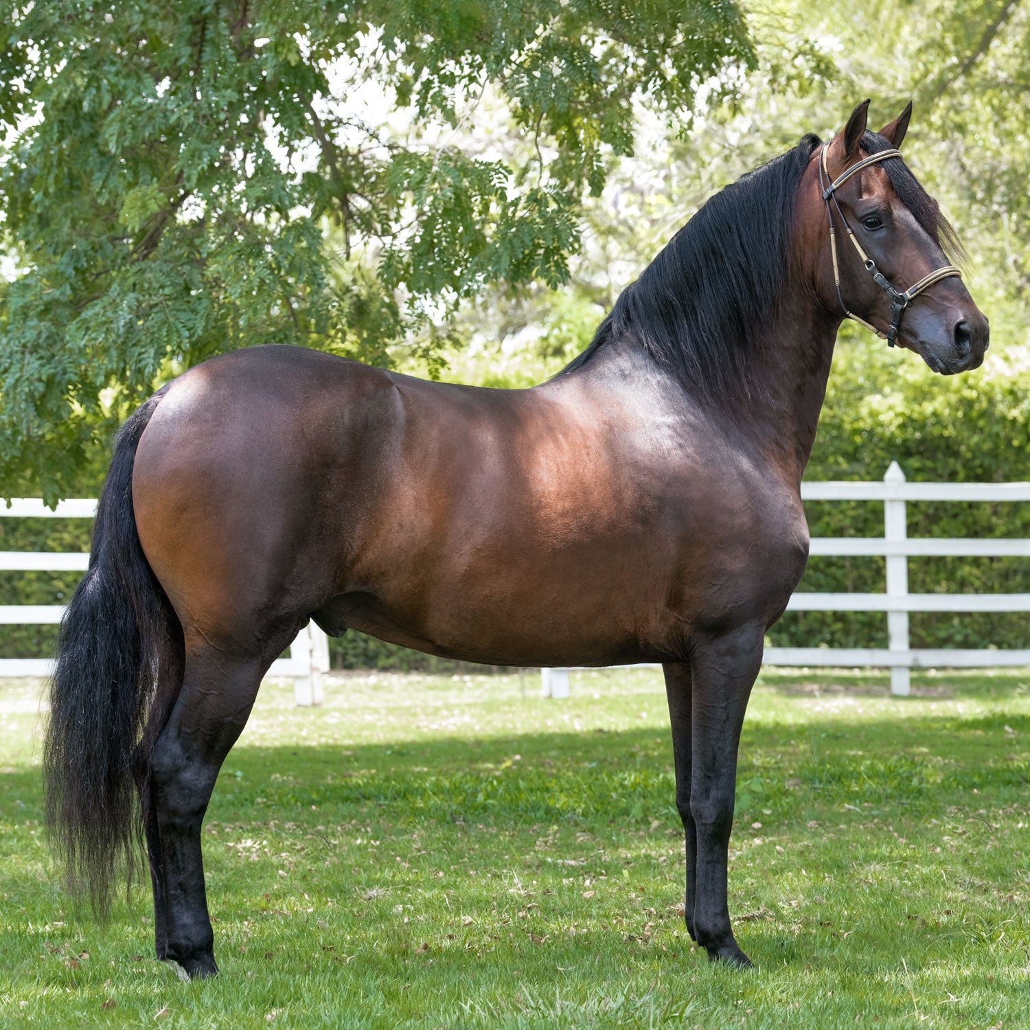 Salto Bez Diego De la Posada