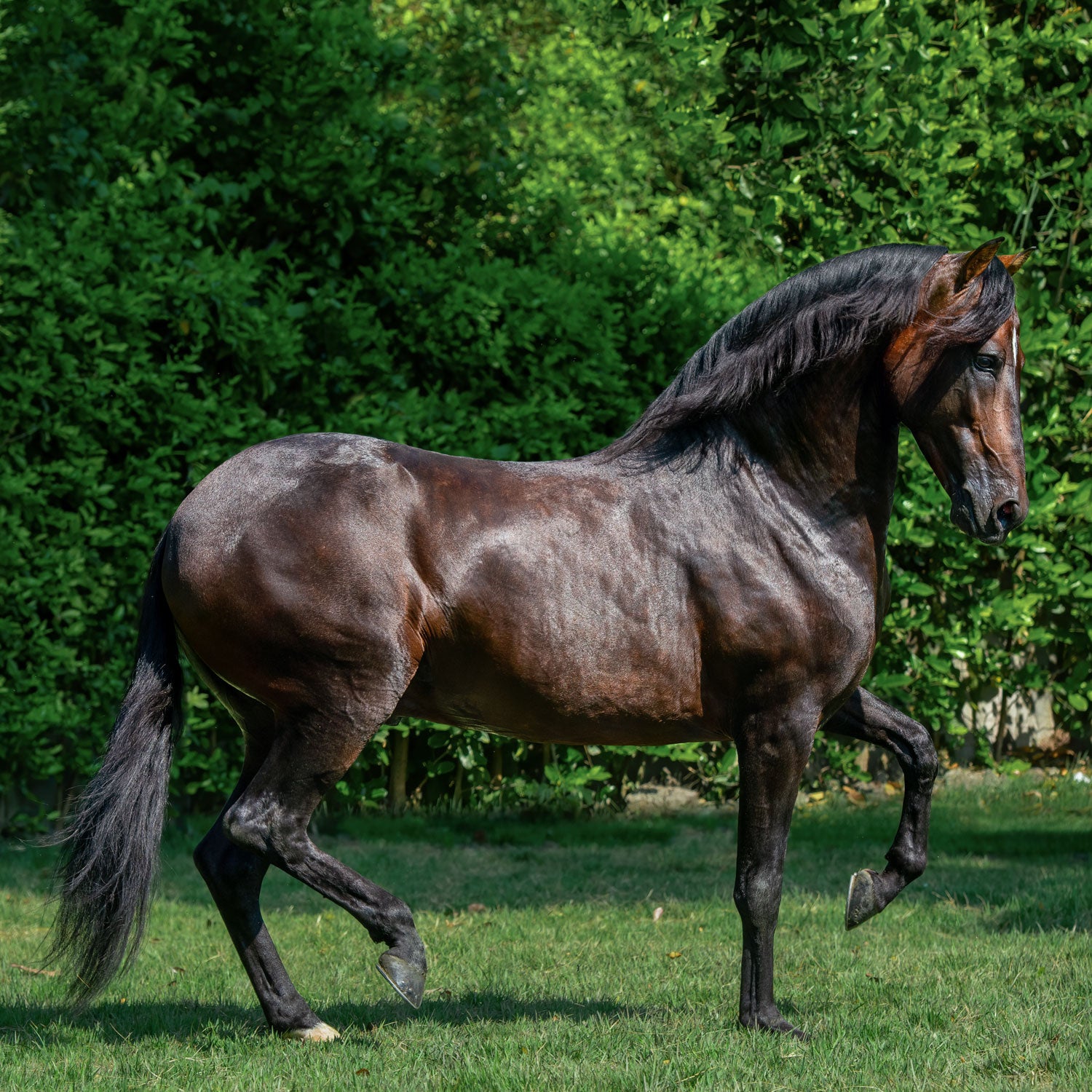 Salto Bez Diego De la Posada