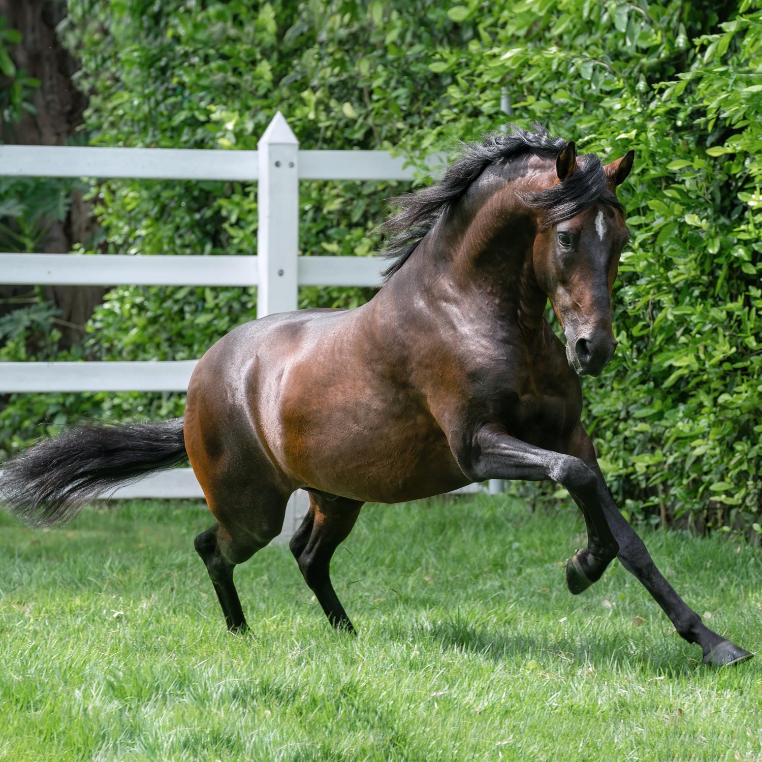 Salto Bez Diego De la Posada