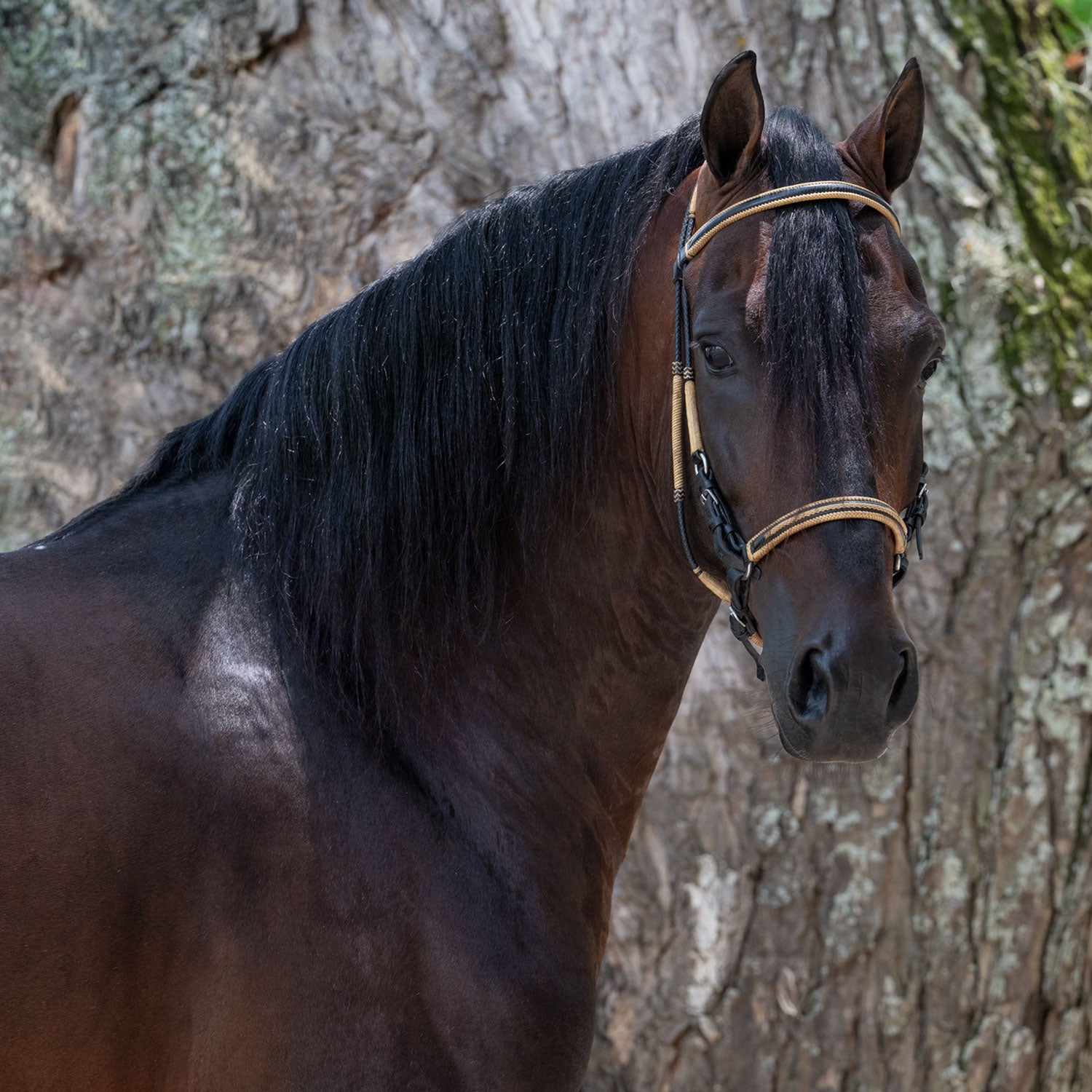 Salto Bez Diego De la Posada