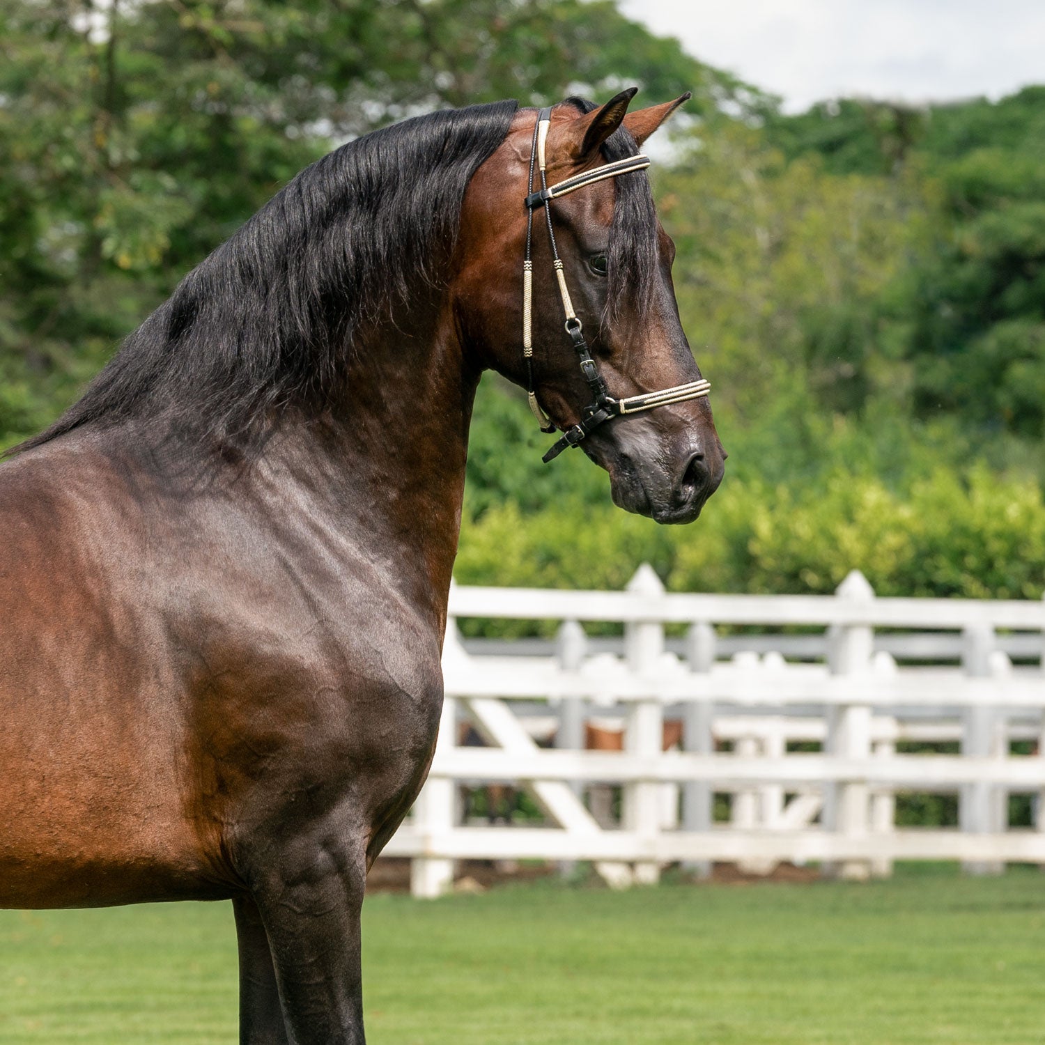 Salto Bez Diego De la Posada