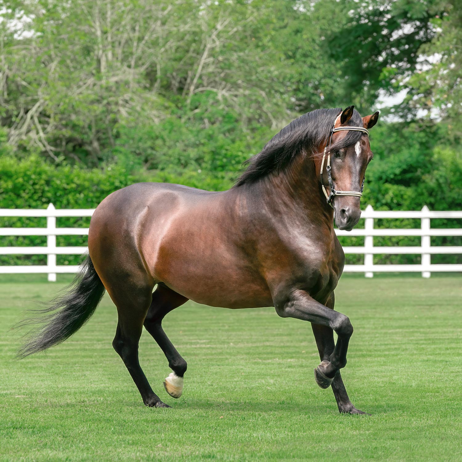 Salto Bez Diego De la Posada