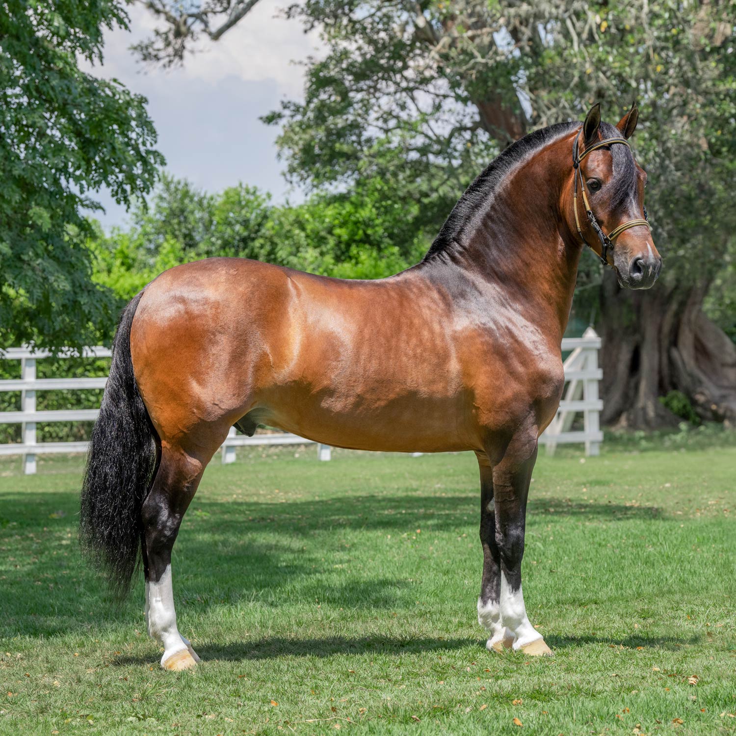 Salto JMP Legendario Del Esmeraldal