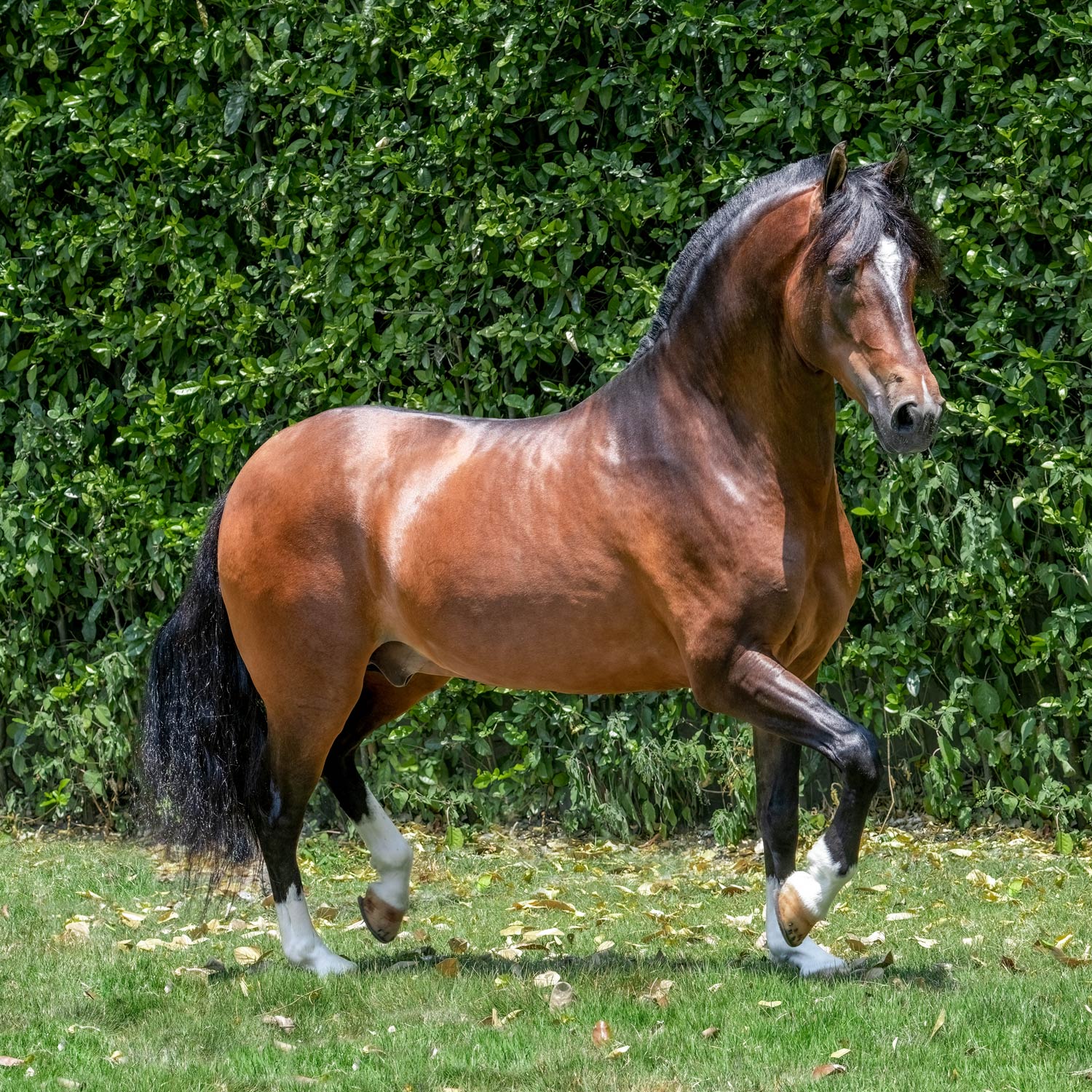 Salto JMP Legendario Del Esmeraldal