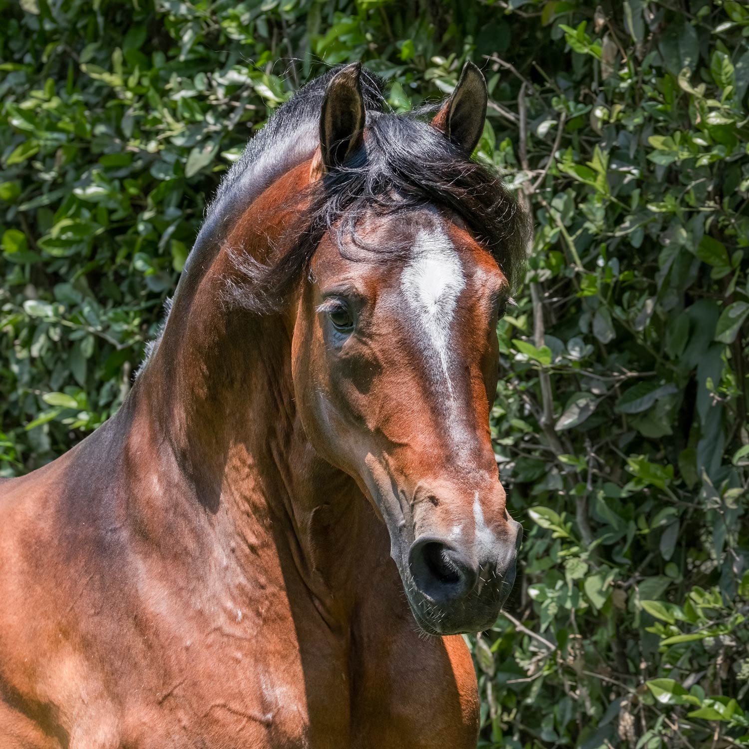 Salto JMP Legendario Del Esmeraldal