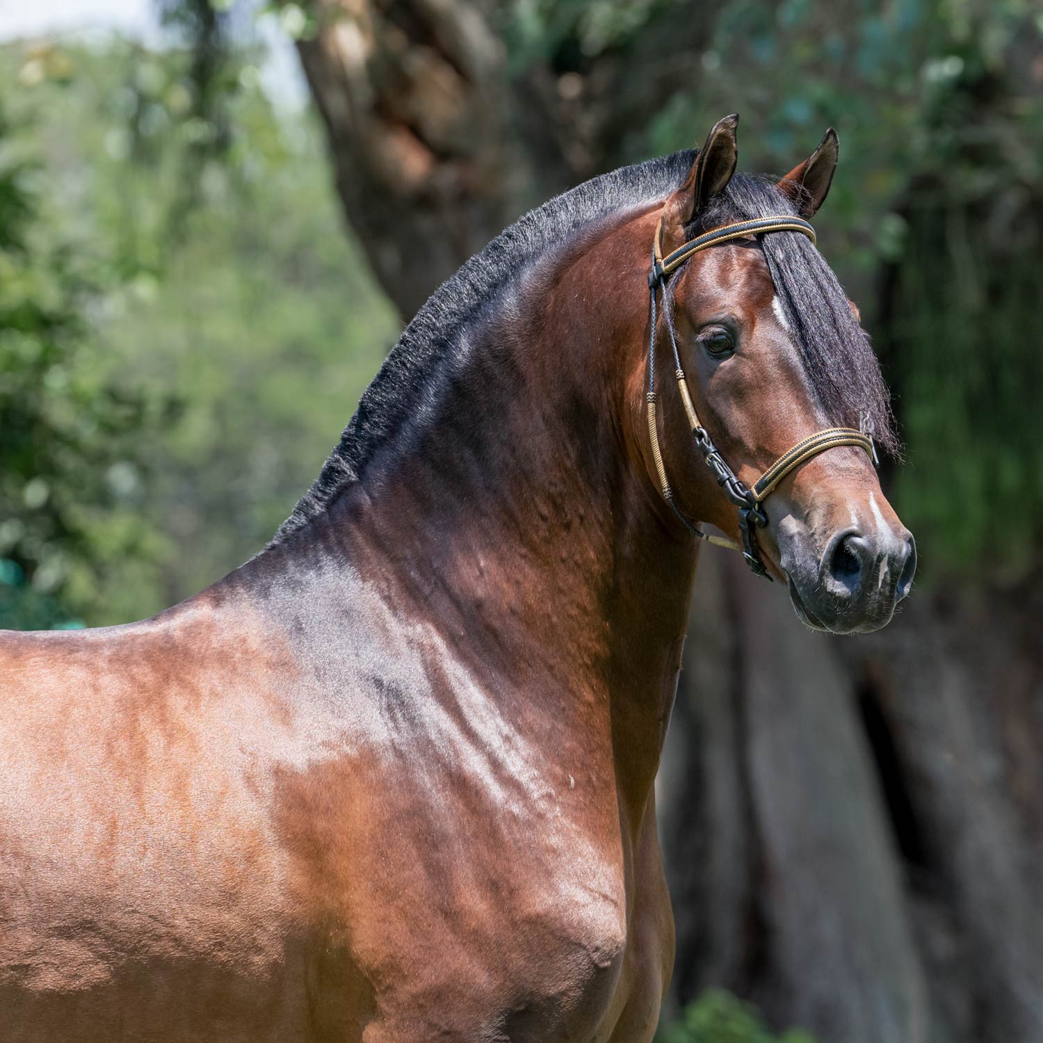 Salto JMP Legendario Del Esmeraldal