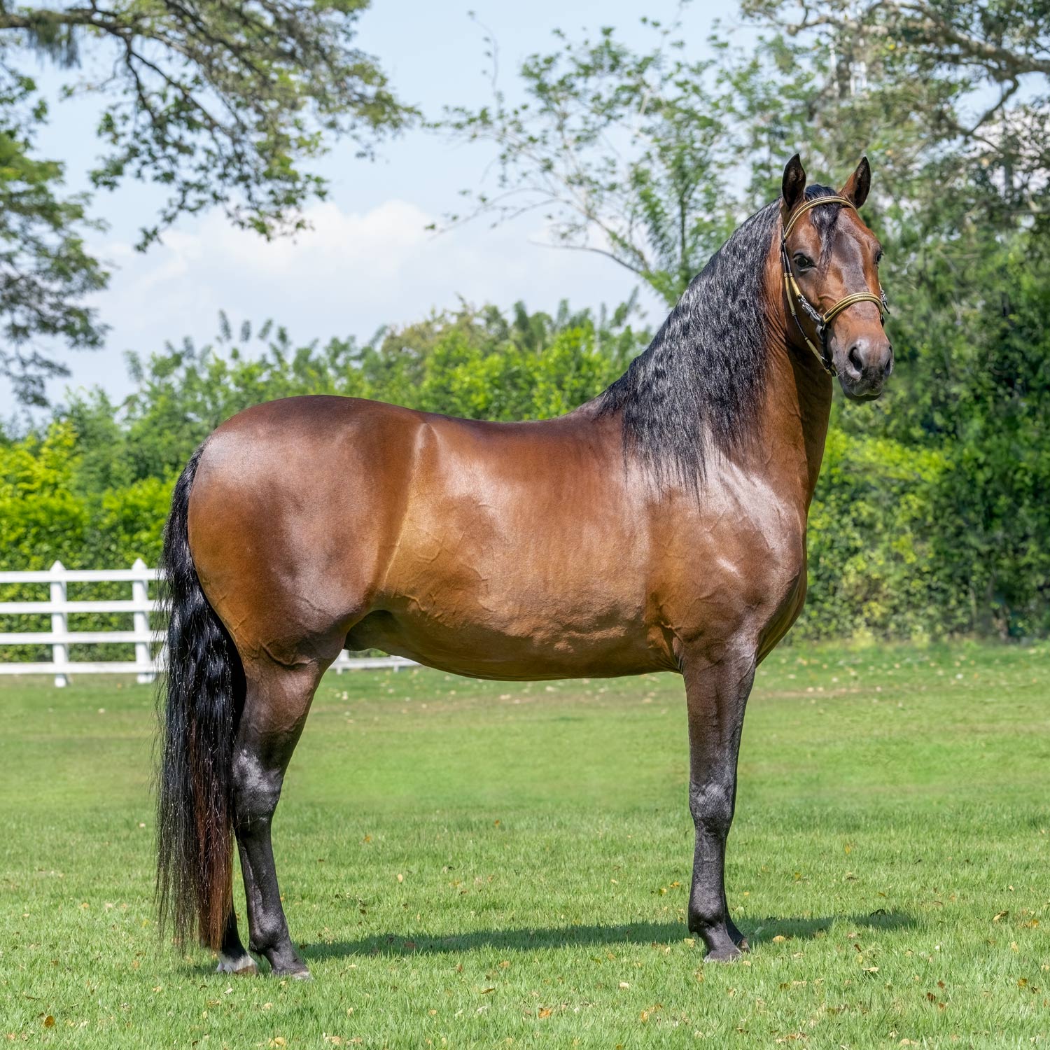 Salto Triunfador de la IIusión