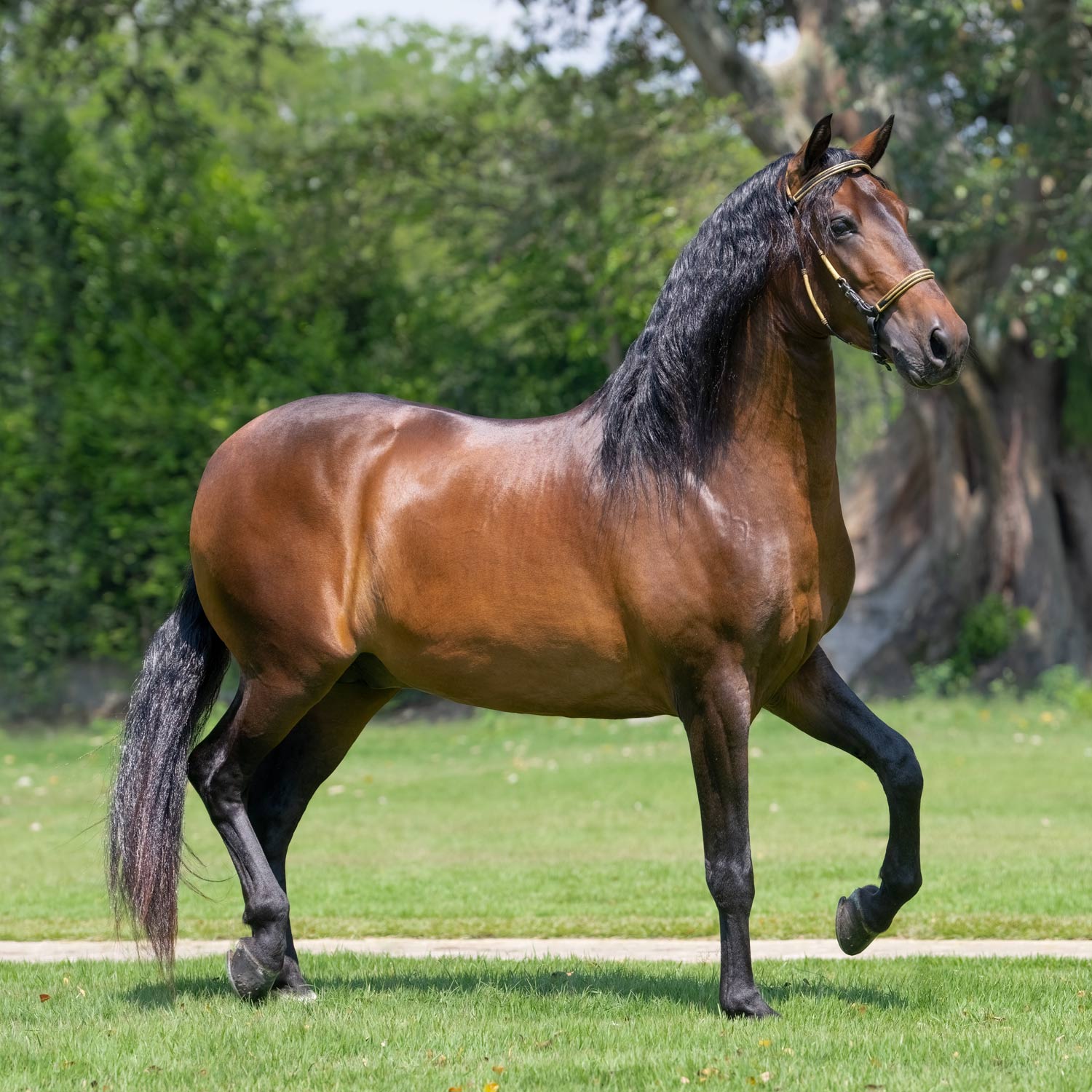 Salto Triunfador de la IIusión