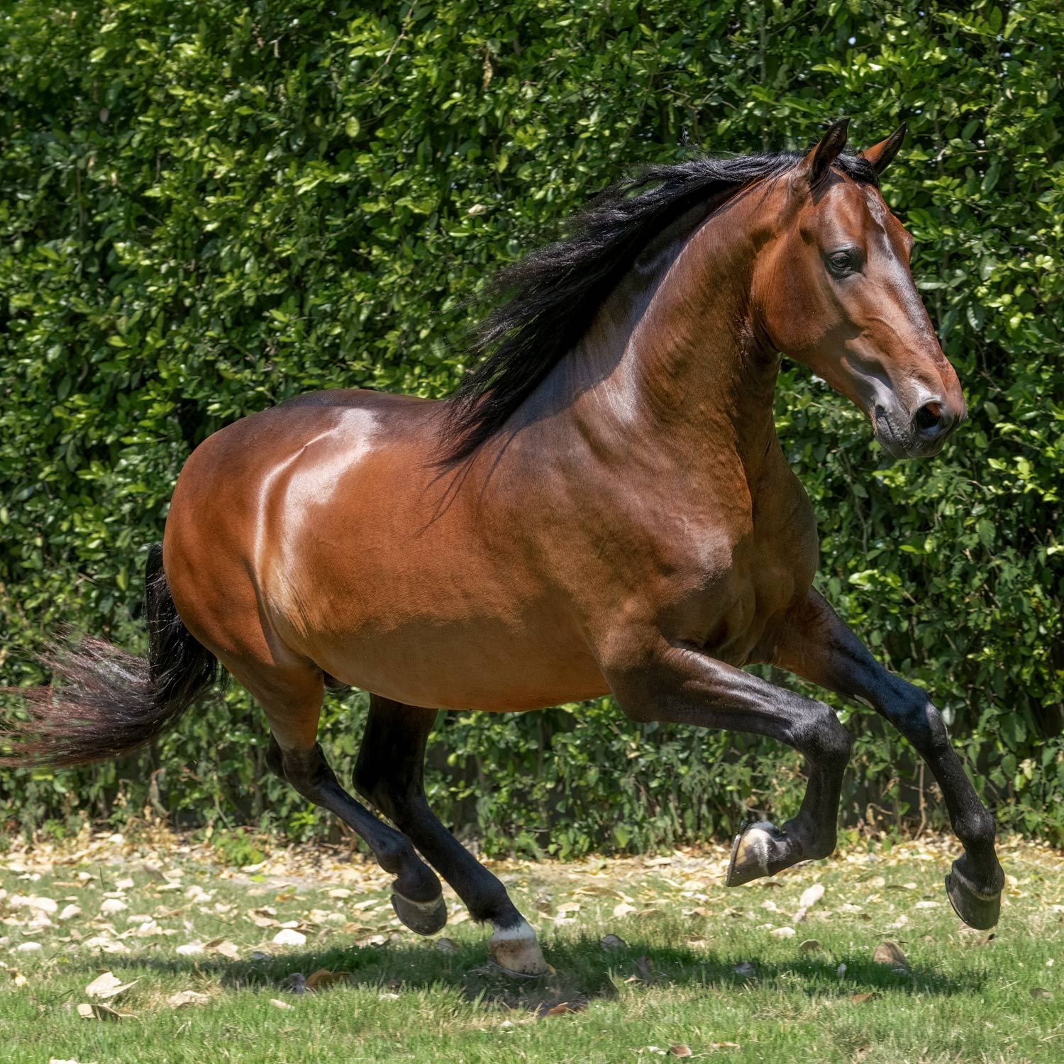 Salto Triunfador de la IIusión