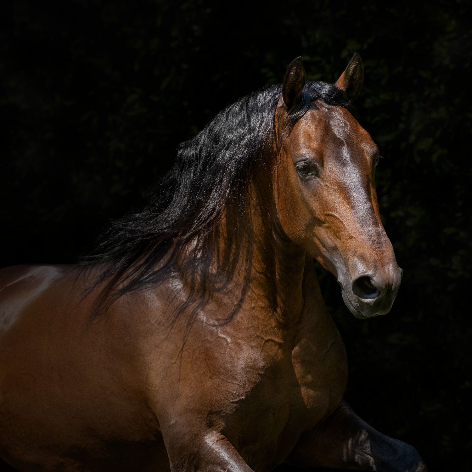Salto Triunfador de la IIusión