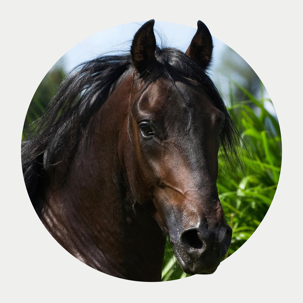 Salto Mito del Líbano VO, image size:1024x1024